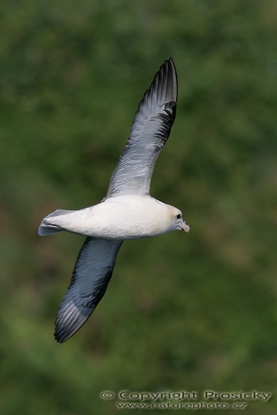 Buřňák lední (Fulmarus glacialis), Buřňák lední (Fulmarus glacialis), Northern Fulmar, Autor: Ondřej Prosický, Model aparátu: Canon EOS 20D, Objektiv: Canon EF 400mm f/5.6 L USM, Přepočtené ohnisko: 640mm, Stativ: Gitzo 1227 + 1377M, Clona: 6.30, Doba expozice: 1/1600 s, ISO: 200, Měření expozice: se zdůrazněným středem, Kompenzace expozice: 0, Blesk: Ne, Vytvořeno: 6. července 2006 12:14:25, Tinden, ostrov Runde (Norsko) 