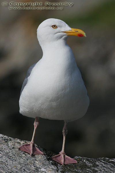 Racek stříbřitý (Larus argentatus), Racek stříbřitý (Larus argentatus), Autor: Ondřej Prosický, Model aparátu: Canon EOS 20D, Objektiv: Canon EF 400mm f/5.6 L USM, Přepočtené ohnisko: 640mm, Stativ: Gitzo 1227 + 1377M, Clona: 8.00, Doba expozice: 1/800 s, ISO: 100, Měření expozice: se zdůrazněným středem, Kompenzace expozice: 0, Blesk: Ne, Vytvořeno: 4. července 2006 9:59:42, Runde havn, ostrov Runde (Norsko) 