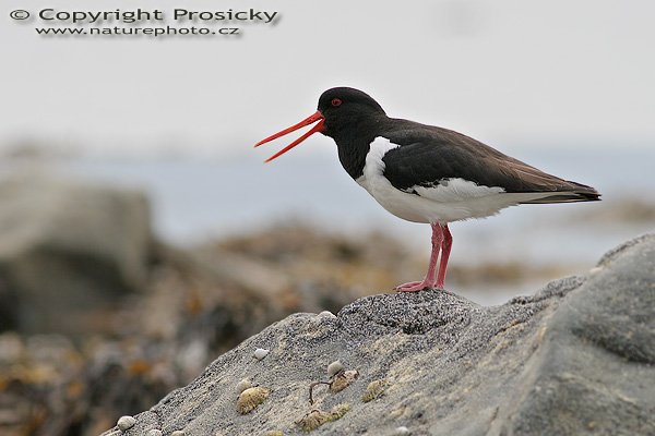 Ústřičník velký (Heamatopus ostralegus), Ústřičník velký (Heamatopus ostralegus), Autor: Ondřej Prosický, Model aparátu: Canon EOS 20D, Objektiv: Canon EF 400mm f/5.6 L USM, Přepočtené ohnisko: 640mm, Stativ: Gitzo 1227 + 1377M, Clona: 6.30, Doba expozice: 1/500 s, ISO: 100, Měření expozice: se zdůrazněným středem, Kompenzace expozice: 0, Blesk: Ano (externí Sigma EF-500 DG Super, -2 EV + Bette Beamer), Vytvořeno: 4. července 2006 12:02:26, Hammarsneset, ostrov Runde (Norsko) 