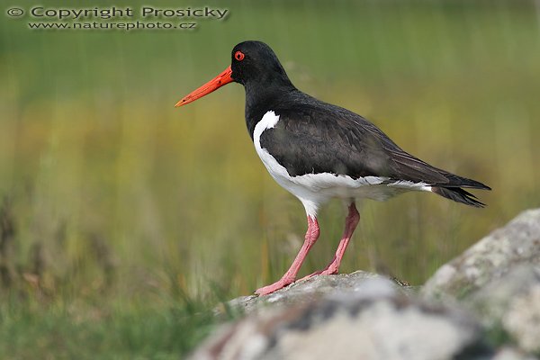 Ústřičník velký (Haematopus ostralegus), Ústřičník velký (Haematopus ostralegus) Oystercatcher, Autor: Ondřej Prosický, Model aparátu: Canon EOS 20D, Objektiv: Canon EF 400mm f/5.6 L USM, Přepočtené ohnisko: 640mm, Stativ: Gitzo 1227 + 1377M, Clona: 6.30, Doba expozice: 1/500 s, ISO: 100, Měření expozice: se zdůrazněným středem, Kompenzace expozice: 0, Blesk: Ne, Vytvořeno: 5. července 2006 10:49:56, ostrov Runde (Norsko) 