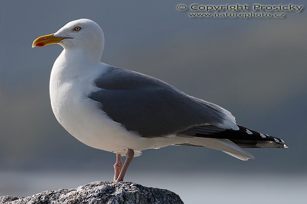 Racek stříbřitý (Larus argentatus), Racek stříbřitý (Larus argentatus), Autor: Ondřej Prosický, Model aparátu: Canon EOS 20D, Objektiv: Canon EF 400mm f/5.6 L USM, Přepočtené ohnisko: 640mm, Stativ: Gitzo 1227 + 1377M, Clona: 6.30, Doba expozice: 1/800 s, ISO: 100, Měření expozice: se zdůrazněným středem, Kompenzace expozice: 0, Blesk: Ne, Vytvořeno: 4. července 2006 9:55:56, ostrov Runde (Norsko) 