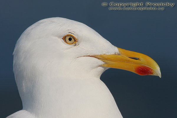 Racek stříbřitý (Larus argentatus), Racek stříbřitý (Larus argentatus), Autor: Ondřej Prosický, Model aparátu: Canon EOS 20D, Objektiv: Canon EF 400mm f/5.6 L USM + mezikroužek Kenko 20mm, Přepočtené ohnisko: 640mm, Stativ: Gitzo 1227 + 1377M, Clona: 14.00, Doba expozice: 1/160 s, ISO: 100, Měření expozice: se zdůrazněným středem, Kompenzace expozice: -1/3, Blesk: Ano (externí Sigma EF-500 DG Super, -2 EV), Vytvořeno: 5. července 2006 19:26:40, ostrov Runde (Norsko) 