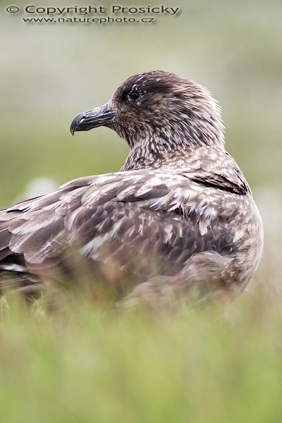 Chaluha velká (Stercorarius skua), Chaluha velká (Stercorarius skua), Autor: Ondřej Prosický, Model aparátu: Canon EOS 20D, Objektiv: Canon EF 400mm f/5.6 L USM + TC Kenko SHQ 1.5x, Přepočtené ohnisko: 640mm, Stativ: Gitzo 1227 + 1377M, Clona: 5.60, Doba expozice: 1/100 s, ISO: 100, Měření expozice: se zdůrazněným středem, Kompenzace expozice: +1/3, Blesk: Ano (externí Sigma EF-500 DG Super, -2 EV + Better Beamer), Vytvořeno: 2. července 2006 15:15:48, Goksoymyrane Naturreservat, ostrov Runde (Norsko) 