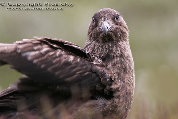 Chaluha velká (Stercorarius skua), Chaluha velká (Stercorarius skua), Autor: Ondřej Prosický, Model aparátu: Canon EOS 20D, Objektiv: Canon EF 400mm f/5.6 L USM, Přepočtené ohnisko: 640mm, Stativ: Gitzo 1227 + 1377M, Clona: 5.60, Doba expozice: 1/100 s, ISO: 100, Měření expozice: se zdůrazněným středem, Kompenzace expozice: +1/3, Blesk: Ne, Vytvořeno: 2. července 2006 15:15:16, Goksoyrmyrane Naturreservat, ostrov Runde (Norsko) 