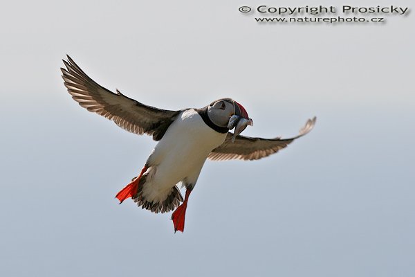 Papuchalk bělobradý (Fratercula artica), Papuchalk bělobradý (Fratercula artica), Atlantic Puffin, Autor: Ondřej Prosický, Model aparátu: Canon EOS 20D, Objektiv: Canon EF 200mm f/2.8 L USM, Přepočtené ohnisko: 3240mm, fotografováno z ruky, Clona: 7.10, Doba expozice: 1/2000 s, ISO: 400, Měření expozice: se zdůrazněným středem, Kompenzace expozice: + 2/3 EV, Blesk: ne, Vytvořeno: 4. července 2006 16:47:52, Kaldekloven, ostrov Runde (Norsko) 