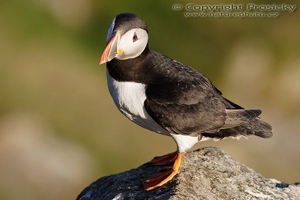 Papuchalk bělobradý (Fratercula artica), Papuchalk bělobradý (Fratercula artica), Atlantic Puffin, Autor: Ondřej Prosický, Model aparátu: Canon EOS 20D, Objektiv: Canon EF 400mm f/5.6 L USM, Přepočtené ohnisko: 640mm, Stativ: Gitzo 1227 + 1377M, Clona: 7.10, Doba expozice: 1/1000 s, ISO: 400, Měření expozice: se zdůrazněným středem, Kompenzace expozice: 0, Blesk: Ne, Vytvořeno: 5. července 2006 20:50:50, Kaldekloven, ostrov Runde (Norsko) 