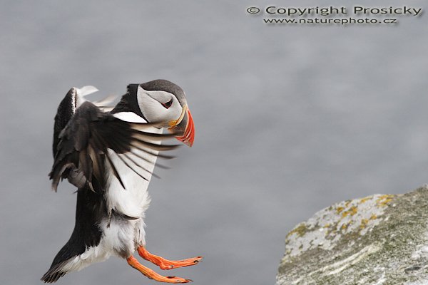 Papuchalk bělobradý (Fratercula artica), Papuchalk bělobradý (Fratercula artica), Atlantic Puffin, Autor: Ondřej Prosický, Model aparátu: Canon EOS 20D, Objektiv: Canon EF 200mm f/2.8 L USM, Přepočtené ohnisko: 320mm, fotografováno z ruky, Clona: 5.60, Doba expozice: 1/1600 s, ISO: 400, Měření expozice: se zdůrazněným středem, Kompenzace expozice: 0, Blesk: Ne, Vytvořeno: 7. července 2006 15:17:57, Kaldekloven, ostrov Runde (Norsko) 