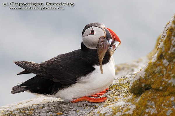 Papuchalk bělobradý (Fratercula artica), Papuchalk bělobradý (Fratercula artica), Atlantic Puffin, Autor: Ondřej Prosický, Model aparátu: Canon EOS 20D, Objektiv: Canon EF 400mm f/5.6 L USM, Přepočtené ohnisko: 640mm, Stativ: Gitzo 1227 + 1377M, Clona: 5.60, Doba expozice: 1/400 s, ISO: 100, Měření expozice: se zdůrazněným středem, Kompenzace expozice: 0, Blesk: Ano (externí Sigma EF-500 DG Super, -2 EV + Better Beamer), Vytvořeno: 2. července 2006 17:14:29, Kaldekloven, ostrov Runde (Norsko) 