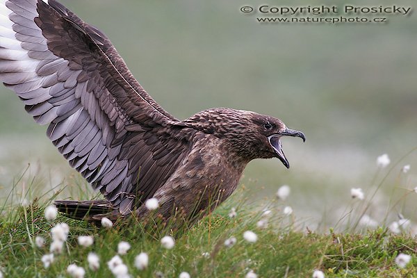 Chaluha velká (Stercorarius skua), Chaluha velká (Stercorarius skua), Great Skua, Autor: Ondřej Prosický, Model aparátu: Canon EOS 20D, Objektiv: Canon EF 400mm f/5.6 L USM, Přepočtené ohnisko: 640mm, Stativ: Gitzo 1227 + 1377M, Clona: 6.30, Doba expozice: 1/125 s, ISO: 200, Měření expozice: se zdůrazněným středem, Kompenzace expozice: +2/3 EV, Blesk: Ne, Vytvořeno: 7. července 2006 11:50:48, Goksoyrmyrane Naturreservat, ostrov Runde (Norsko) 