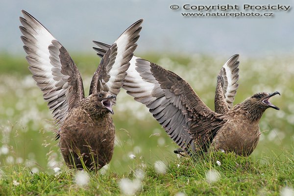 Chaluha velká (Stercorarius skua), Lovci fotografů, Chaluha velká (Stercorarius skua), Great Skua, Autor: Ondřej Prosický, Model aparátu: Canon EOS 20D, Objektiv: Canon EF 400mm f/5.6 L USM, Přepočtené ohnisko: 640mm, Stativ: Gitzo 1227 + 1377M, Clona: 7.10, Doba expozice: 1/200 s, ISO: 400, Měření expozice: se zdůrazněným středem, Kompenzace expozice: +2/3, Vytvořeno: 7. července 2006 12:40:18, Goksoyrmyrane Naturreservat, ostrov Runde (Norsko) 