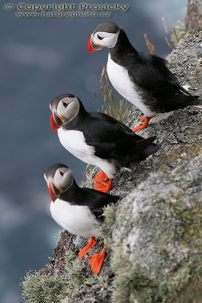 Papuchalk bělobradý (Fratercula artica), Papuchalk bělobradý (Fratercula artica), Atlantic Puffin, Autor: Ondřej Prosický, Model aparátu: Canon EOS 20D, Objektiv: Canon EF 200mm f/2.8 L USM, Přepočtené ohnisko: 320mm, fotografováno z ruky, Clona: 5.00, Doba expozice: 1/250 s, ISO: 400, Měření expozice: se zdůrazněným středem, Kompenzace expozice: 0, Blesk: Ne, Vytvořeno: 7. července 2006 18:19:34, Raudenipa, ostrov Runde (Norsko) 