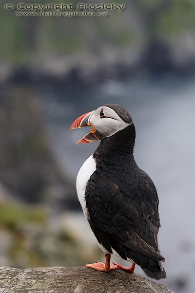 Papuchalk bělobradý (Fratercula artica), Papuchalk bělobradý (Fratercula artica), Atlantic Puffin, Autor: Ondřej Prosický, Model aparátu: Canon EOS 20D, Objektiv: Canon EF 100mm f/2.8 Macro USM, Přepočtené ohnisko: 160mm, Stativ: Gitzo 1227 + 1377M, Clona: 4.50, Doba expozice: 1/80 s, ISO: 400, Měření expozice: se zdůrazněným středem, Kompenzace expozice: 0, Blesk: Ne, Vytvořeno: 3. července 2006 20:13:05, Kaldekloven, ostrov Runde (Norsko) 