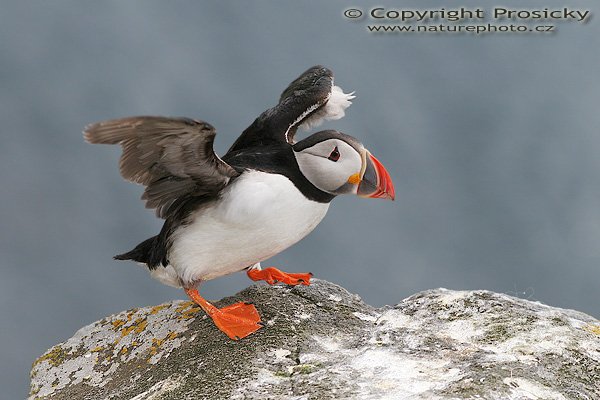 Papuchalk bělobradý (Fratercula artica), Papuchalk bělobradý (Fratercula artica), Atlantic Puffin, Autor: Ondřej Prosický, Model aparátu: Canon EOS 20D, Objektiv: Canon EF 200mm f/2.8 L USM, Přepočtené ohnisko: 320mm, fotografováno z ruky, Clona: 6.30, Doba expozice: 1/1250 s, ISO: 200, Měření expozice: se zdůrazněným středem, Kompenzace expozice: 0, Blesk: Ano (externí Sigma EF-500 DG Super s vysokorychlostní synchronizací, -2 EV, Better Beamer), Vytvořeno: 7. července 2006 15:38:27, Kaldekloven, ostrov Runde (Norsko) 