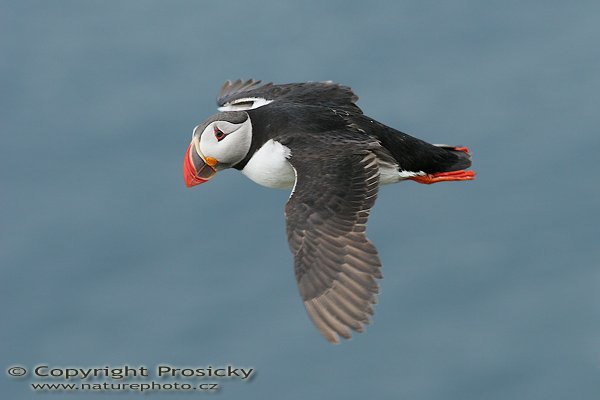 Papuchalk bělobradý (Fratercula artica), Papuchalk bělobradý (Fratercula artica), Atlantic Puffin, Autor: Ondřej Prosický, Model aparátu: Canon EOS 20D, Objektiv: Canon EF 200mm f/2.8 L USM, Přepočtené ohnisko: 320mm, fotografováno z ruky, Clona: 5.00, Doba expozice: 1/250 s, ISO: 400, Měření expozice: se zdůrazněným středem, Kompenzace expozice: 0, Blesk: Ne, Vytvořeno: 7. července 2006 18:20:03, ostrov Runde (Norsko) 