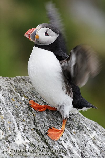 Papuchalk bělobradý (Fratercula artica), Papuchalk bělobradý (Fratercula artica), Atlantic Puffin, Autor: Ondřej Prosický, Model aparátu: Canon EOS 20D, Objektiv: Canon EF 400mm f/5.6 L USM, Přepočtené ohnisko: 640mm, Stativ: Gitzo 1227 + 1377M, Clona: 5.60, Doba expozice: 1/125 s, ISO: 400, Měření expozice: se zdůrazněným středem, Kompenzace expozice: 0, Blesk: Ano (externí Sigma EF-500 DG Super, -2 EV, Better Beamer), Vytvořeno: 3. července 2006 19:02:25, Kaldekloven, ostrov Runde (Norsko) 