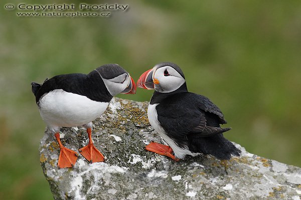 Papuchalk bělobradý (Fratercula artica), Papuchalk bělobradý (Fratercula artica), Atlantic Puffin, Autor: Ondřej Prosický, Model aparátu: Canon EOS 20D, Objektiv: Canon EF 400mm f/5.6 L USM, Přepočtené ohnisko: 640mm, Stativ: Gitzo 1227 + 1377M, Clona: 6.30, Doba expozice: 1/100 s, ISO: 400, Měření expozice: se zdůrazněným středem, Kompenzace expozice: 0, Blesk: Ano (externí Sigma EF-500 DG Super, -2 EV + Better Beamer), Vytvořeno: 3. července 2006 18:47:31, Kaldekloven, ostrov Runde (Norsko) 