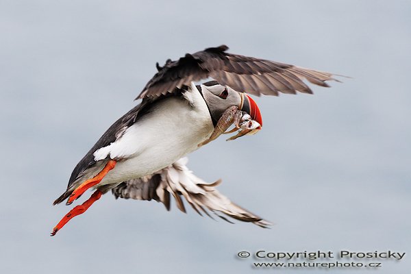 Papuchalk bělobradý (Fratercula artica), Papuchalk bělobradý (Fratercula artica), Atlantic Puffin, Autor: Ondřej Prosický, Model aparátu: Canon EOS 20D, Objektiv: Canon EF 200mm f/2.8 L USM, Přepočtené ohnisko: 320mm, fotografováno z ruky, Clona: 5.00, Doba expozice: 1/2000 s, ISO: 400, Měření expozice: se zdůrazněným středem, Kompenzace expozice: 0, Blesk: Ne, Vytvořeno: 2. července 2006 17:01:23, Kaldekloven, ostrov Runde (Norsko) 