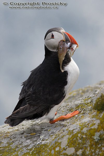 Papuchalk bělobradý (Fratercula artica), Papuchalk bělobradý (Fratercula artica), Atlantic Puffin, Autor: Ondřej Prosický, Model aparátu: Canon EOS 20D, Objektiv: Canon EF 400mm f/5.6 L USM, Přepočtené ohnisko: 640mm, Stativ: Gitzo 1227 + 1377M, Clona: 6.30, Doba expozice: 1/500 s, ISO: 100, Měření expozice: se zdůrazněným středem, Kompenzace expozice: 0, Blesk: Ano (externí Sigma EF-500 DG Super, -2 EV + Better Beamer), Vytvořeno: 2. července 2006 17:13:17, Kaldekloven, ostrov Runde (Norsko) 