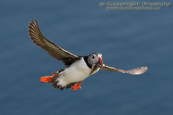 Papuchalk bělobradý (Fratercula artica), Papuchalk bělobradý (Fratercula artica), Atlantic Puffin, Autor: Ondřej Prosický, Model aparátu: Canon EOS 20D, Objektiv: Canon EF 200mm f/2.8 L USM, Přepočtené ohnisko: 320mm, fotografováno z ruky, Clona: 7.10, Doba expozice: 1/2000 s, ISO: 400, Měření expozice: se zdůrazněným středem, Kompenzace expozice: 0, Blesk: Ano (externí Sigma EF-500 DG Super, vysokorychlostní syncronizace, -2 EV + Better Beamer), Vytvořeno: 4. července 2006 17:29:40, Kaldekloven, ostrov Runde (Norsko) 