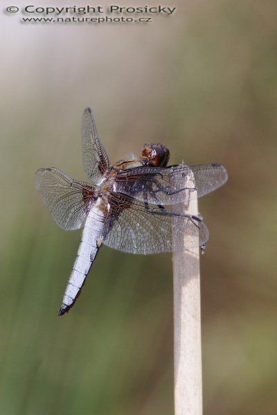 Vážka ploská (Libellula depresa), sameček, Vážka ploská (Libellula depresa), Autor: Ondřej Prosický, Model aparátu: Canon EOS 20D, Objektiv Canon EF 400mm f/5.6 Macro USM, polarizační filtr, Přepočtené ohnisko: 640 mm, stativ Gitzo 1227 + 1377M, Clona: 6.3, Doba expozice: 1/125 s, ISO: 100, Měření: celoplošné se zdůrazněným středem, Kompenzace expozice: -1/3 EV, Blesk: ne, Vytvořeno: 15. června 2006 16:16, Praha - Troja (ČR)