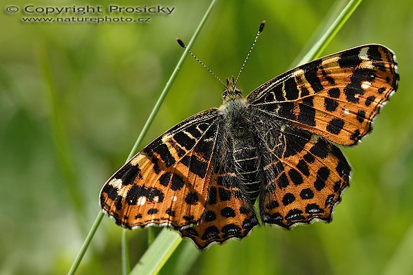 Babočka síťkovaná (Araschnia levana), Babočka síťkovaná (Araschnia levana), Autor: Ondřej Prosický, Model aparátu: Canon EOS 20D, Objektiv Canon EF 100mm f/2.8 Macro USM, polarizační filtr, Přepočtené ohnisko: 160 mm, fotografováno z ruky, Clona: 5.6, Doba expozice: 1/200 s, ISO: 100, Měření: celoplošné se zdůrazněným středem, Kompenzace expozice: 0 EV, Blesk: ne, Vytvořeno: 20. května 2006 10:35, Valteřice u České Lípy (ČR)