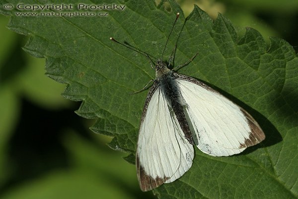  Bělásek řepový (Pieris rapae), Bělásek řepový (Pieris rapae), Autor: Ondřej Prosický, Model aparátu: Canon EOS 20D, Objektiv Canon EF 100mm f/2.8 Macro USM, Přepočtené ohnisko: 160 mm, fotografováno z ruky, Clona: 7.1, Doba expozice: 1/320 s, ISO: 100, Měření: celoplošné se zdůrazněným středem, Kompenzace expozice: -1/3 EV, Blesk: ne, Vytvořeno: 7. června 2006 17:13, Dolní Věstonice, CHKO Pálava (ČR)