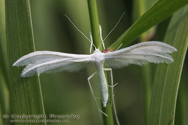 Pernatuška trnková (Pterophorus pentadactylus), Pernatuška trnková (Pterophorus pentadactylus), Autor: Ondřej Prosický, Model aparátu: Canon EOS 20D, Objektiv Canon EF 100mm f/2.8 Macro USM, Přepočtené ohnisko: 160 mm, fotografováno z ruky, Clona: 9.0, Doba expozice: 1/60 s, ISO: 100, Měření: celoplošné se zdůrazněným středem, Kompenzace expozice: -1/3 EV, Blesk: ne, Vytvořeno: 10. června 2006 11:39, Pohansko, Morava (ČR)