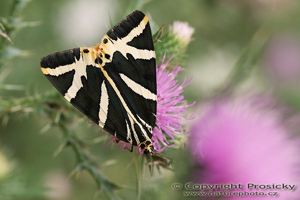 Přástevník kostivalový (Callimorpha quadripunctaria), Přástevník kostivalový (Callimorpha quadripunctaria), utor: Ondřej Prosický, Model aparátu: Canon EOS 20D, Objektiv Canon EF 100mm f/2.8 Macro USM, Přepočtené ohnisko: 160 mm, fotografováno z ruky, Clona: 6.3, Doba expozice: 1/50 s, ISO: 100, Měření: celoplošné se zdůrazněným středem, Kompenzace expozice: 0 EV, Blesk: ne, Vytvořeno: 30. července 2006 14:35, u Dubnice nad Váhom (Slovensko)