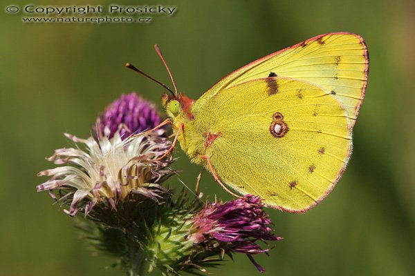 ®luťásek čičorečkový (Colias hyale), ®luťásek čičorečkový (Colias hyale), Autor: Ondřej Prosický, Model aparátu: Canon EOS 20D, Objektiv Canon EF 100mm f/2.8 Macro USM, Přepočtené ohnisko: 160 mm, fotografováno z ruky, Clona: 6.3, Doba expozice: 1/320 s, ISO: 100, Měření: celoplošné se zdůrazněným středem, Kompenzace expozice: -1/3 EV, Blesk: ne, Vytvořeno: 29. července 2006 9:15, u Dubnice nad Váhom (Slovensko)