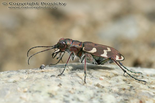 Svižník písečný (Cicindela sylvicola), Svižník písečný (Cicindela sylvicola), Autor: Ondřej Prosický, Model aparátu: Canon EOS 20D, Objektiv Canon EF 100mm f/2.8 Macro USM, Přepočtené ohnisko: 160 mm, fotografováno z ruky, Clona: 9.0, Doba expozice: 1/250 s, ISO: 200, Měření: celoplošné se zdůrazněným středem, Kompenzace expozice: 0 EV, Blesk: ne, Vytvořeno: 29. července 2006 16:10, u Dubnice nad Váhom (Slovensko)