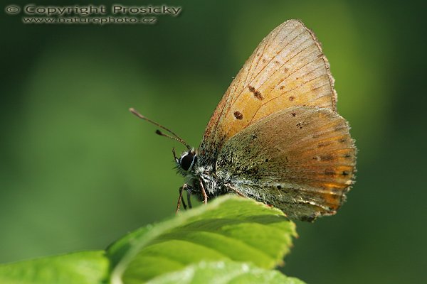 Ohniváček celíkový (Lycaena virgaureae), Ohniváček celíkový (Lycaena virgaureae), Autor: Ondřej Prosický, Model aparátu: Canon EOS 20D, Objektiv Canon EF 100mm f/2.8 Macro USM, Přepočtené ohnisko: 160 mm, fotografováno z ruky, Clona: 6.3, Doba expozice: 1/200 s, ISO: 200, Měření: celoplošné se zdůrazněným středem, Kompenzace expozice: 0 EV, Blesk: ano (vestavěný, korekce -2/3 EV), Vytvořeno: 29. července 2006 9:315, u Dubnice nad Váhom (Slovensko)