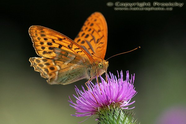 Perleťovec stříbropásek (Argynnis paphia), Perleťovec stříbropásek (Argynnis paphia), Autor: Ondřej Prosický, Model aparátu: Canon EOS 20D, Objektiv: Sigma 150mm f/2.8 EX AF DG HSM, Přepočtené ohnisko: 240 mm, fotografováno z ruky, Clona: 8.0, Doba expozice: 1/200 s, ISO: 400, Měření: celoplošné se zdůrazněným středem, Kompenzace expozice: -2/3 EV, Blesk: ano (Canon Macro Ring Lite MR-14 EX, -1 EV), Vytvořeno: 29. července 2006 12:00, u Dubnice nad Váhom (Slovensko)