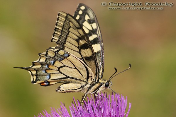 Otakárek fenyklový (Papilio machaon), Otakárek fenyklový (Papilio machaon), Autor: Ondřej Prosický, Model aparátu: Canon EOS 20D, Objektiv Canon EF 100mm f/2.8 Macro USM, Přepočtené ohnisko: 160 mm, fotografováno z ruky, Clona: 6.3, Doba expozice: 1/320 s, ISO: 100, Měření: celoplošné se zdůrazněným středem, Kompenzace expozice: -1/3 EV, Blesk: ne, Vytvořeno: 29. července 2006 9:17, u Dubnice nad Váhom (Slovensko)