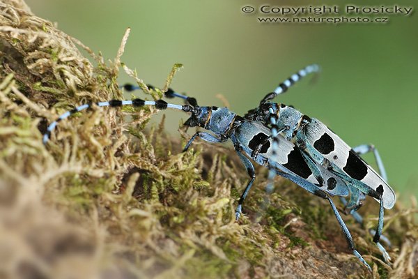 Tesařík alpský (Rosalia alpina), Tesařík alpský (Rosalia alpina), Autor: Ondřej Prosický, Model aparátu: Canon EOS 20D, Objektiv: Sigma 150mm f/2.8 EX AF DG HSM, Přepočtené ohnisko: 240 mm, fotografováno z ruky, Clona: 5.0, Doba expozice: 1/125 s, ISO: 400, Měření: celoplošné se zdůrazněným středem, Kompenzace expozice: 0 EV, Blesk: ano (Canon Macro Ring Lite MR-14 EX, -1 EV), Vytvořeno: 29. července 2006 13:06, u Dubnice nad Váhom (Slovensko)