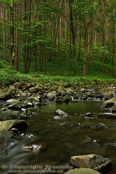 Na Bobřím potoce, Na Bobřím potoce, Autor: Ondřej Prosický, Fotoaparát: Canon EOS 20D, Objektiv: Canon EF 17-40mm f/4 L USM, polarizační filtr, stativ Gitzo G1227 + G1377, Ohnisková vzdálenost (EQ35mm): 27.20mm, ostřeno manuálně, Clona: 18.00, Doba expozice: 8 s, ISO: 100, Vyvážení expozice: -2/3 EV, Blesk: Ne, Vytvořeno: 24. června 2006 9:33, PP Bobří soutěska u Kravař (ČR)