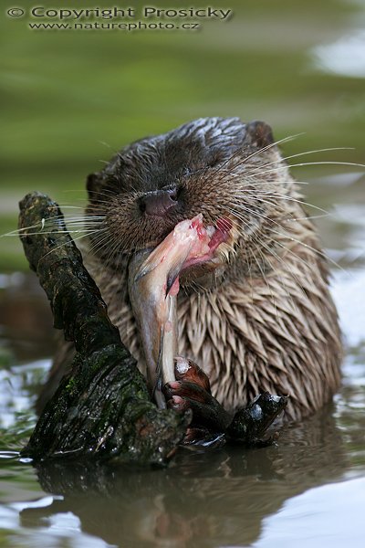 Vydra říční (Lutra lutra), Vydra říční (Lutra lutra), Eurasian otter, Autor: Ondřej Prosický, Model aparátu: Canon EOS 20D, Objektiv: Canon EF 400mm f/5.6 L USM, Ohnisková vzálenost (EQ35mm): 640mm, objektiv opřen o šutr, Doba expozice: 1/250 s, Clona: 5.6, ISO: 400, Kompenzace expozice: -1/3, Měření expozice: celoplošné se zvýrazněným středem, Blesk: Ano (externí Sigma EF-500 DG Super, - 1EV), Vytvořeno: 26. července 2006 16:17, Pavlov, Vysočina (ČR)