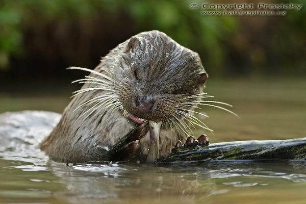 Vydra říční (Lutra lutra), Vydra říční (Lutra lutra), Eurasian otter, Autor: Ondřej Prosický, Model aparátu: Canon EOS 20D, Objektiv: Canon EF 400mm f/5.6 L USM, Ohnisková vzálenost (EQ35mm): 640mm, objektiv opřen o šutr, Doba expozice: 1/250 s, Clona: 5.6, ISO: 400, Kompenzace expozice: -1/3, Měření expozice: celoplošné se zvýrazněným středem, Blesk: Ano (externí Sigma EF-500 DG Super, - 1EV), Vytvořeno: 26. července 2006 16:18, Pavlov, Vysočina (ČR)