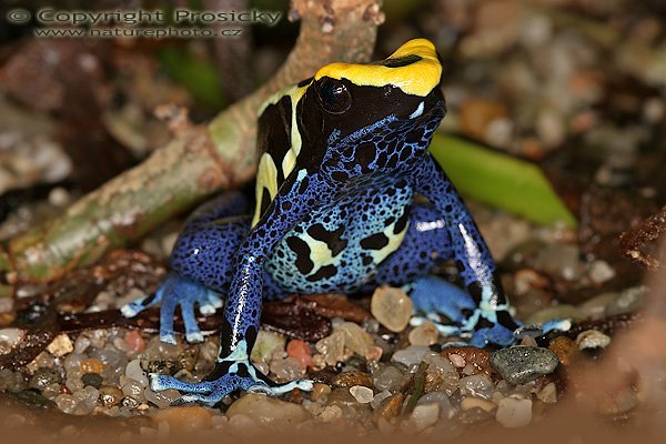 Pralesnička barvířská (Dendrobates tinctorius), Pralesnička barvířská (Dendrobates tinctorius), Dyeing Poison Dart Frog, Autor: Ondřej Prosický, Model aparátu: Canon EOS 20D, Objektiv: Canon EF 100mm f/2.8 Macro USM, fotografováno z ruky, Režim měření expozice: celoplošné se zvýrazněným středem, Clona: 11.0, Doba expozice: 1/160 s, ISO: 100, Vyvážení expozice: 0 EV, Blesk: ano (Canon Macro Ring Lite MR-14 EX, -1/3 EV), Vytvořeno: 9. srpna 2005, expozice AkvaTera, Plzeň (ČR)