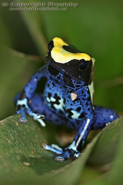 Pralesnička barvířská (Dendrobates tinctorius), Pralesnička barvířská (Dendrobates tinctorius), Autor: Ondřej Prosický, Model aparátu: Canon EOS 20D, Objektiv: Canon EF 100mm f/2.8 Macro USM, fotografováno z ruky, Režim měření expozice: celoplošné se zvýrazněným středem, Clona: 7.1, Doba expozice: 1/160 s, ISO: 100, Vyvážení expozice: 0 EV, Blesk: ano (Canon Macro Ring Lite MR-14 EX, -1/3 EV), Vytvořeno: 9. srpna 2005, expozice AkvaTera, Plzeň (ČR)