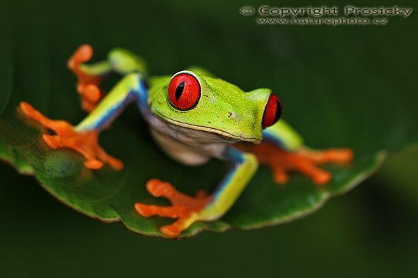 Listovnice červenooká (Agalychnis callidryas), Listovnice červenooká (Agalychnis callidryas), Red-eyed Tree Frog, Autor: Ondřej Prosický, Model aparátu: Canon EOS 20D, Objektiv: Canon EF 100mm f/2.8 Macro USM, fotografováno z ruky, Režim měření expozice: Vzorek, Clona: 4.00, Doba expozice: 1/125 s, ISO: 400, Vyvážení expozice: 0.00, Blesk: Ano (s rozptylkou), Vytvořeno: 12. prosince 2005 10:33:16, La Paz Waterfall Garden (Kostarika)