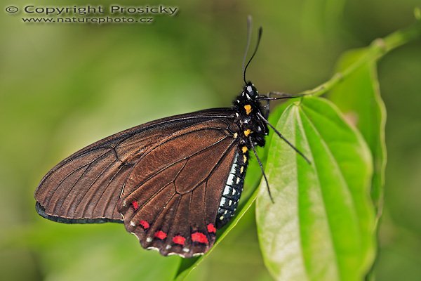 Polydamas Swallowtail (Battus polydamas), Polydamas Swallowtail (Battus polydamas ), Autor: Ondřej Prosický | NaturePhoto.cz, Model: Canon EOS 5D, Objektiv: Canon EF 100mm f/2.8 Macro USM, Ohnisková vzdálenost (EQ35mm): 100.00 mm, fotografováno z ruky, Clona: 3.5, Doba expozice: 1/200 s, ISO: 100, Kompenzace expozice: -1/3, Blesk: Ano (makroblesk Sigma -2 EV), Vytvořeno: 18. prosince 2006 10:42:22, RBBN Monteverde (Kostarika)