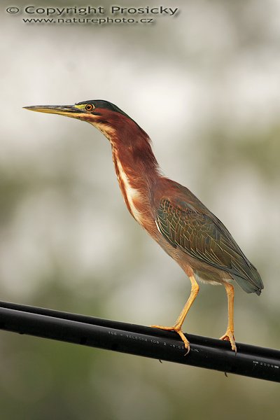 Volavka proměnlivá (Butorides striatus virescens), Volavka proměnlivá (Butorides striatus virescens), Green Heron, Autor: Ondřej Prosický | NaturePhoto.cz, Model: Canon EOS 20D, Objektiv: Canon EF 400mm f/5.6 L USM, Ohnisková vzdálenost (EQ35mm): 640.00 mm, stativ Gitzo 1227, Clona: 5.6, Doba expozice: 1/250 s, ISO: 200, Kompenzace expozice: -2/3, Blesk: Ano (externí Sigma EF-500 DG Super, -2/3 EV, Better Beamer), Vytvořeno: 11. prosince 2006 16:24:36, na kraji vesnice Dominical (Kostarika)