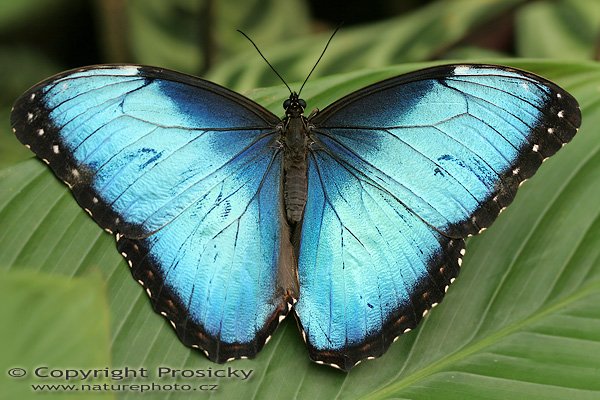 Blue Morpho (Morpho peleides limida), Blue Morpho (Morpho peleides limida), Autor: Ondřej Prosický | NaturePhoto.cz, Model: Canon EOS 20D, Objektiv: Canon EF 100mm f/2.8 Macro USM, Ohnisková vzdálenost (EQ35mm): 160.00 mm, fotografováno z ruky, Clona: 4.0, Doba expozice: 1/80 s, ISO: 200, Kompenzace expozice: +1/3, Blesk: Ano (vestavěný s rozptylkou), Vytvořeno: 10. prosince 2006 13:15:56, RBBN Monteverde (Kostarika)