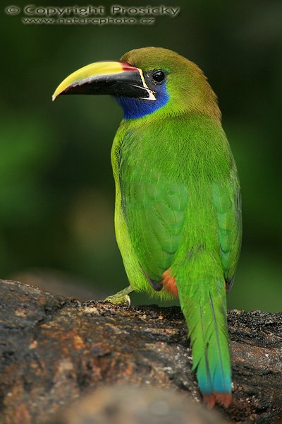 Arassari lesklý (Aulacorhynchus prasinus), Arassari smaragdový (Aulacorhynchus prasinus), Blue-throated Toucanet, Autor: Ondřej Prosický | NaturePhoto.cz, Model: Canon EOS 5D, Objektiv: Canon EF 200mm f/2.8 L USM + TC Canon 2x, Ohnisková vzdálenost (EQ35mm): 400.00 mm, stativ Gitzo 1227, Clona: 5.6, Doba expozice: 1/160 s, ISO: 320, Režim měření expozice: Neznámý, Kompenzace expozice: 0, Blesk: Ano (externí Sigma EF-500 DG Super, -2/3 EV, Better Beamer), Vytvořeno: 10. prosince 2006 10:39:03, La Paz (Kostarika)