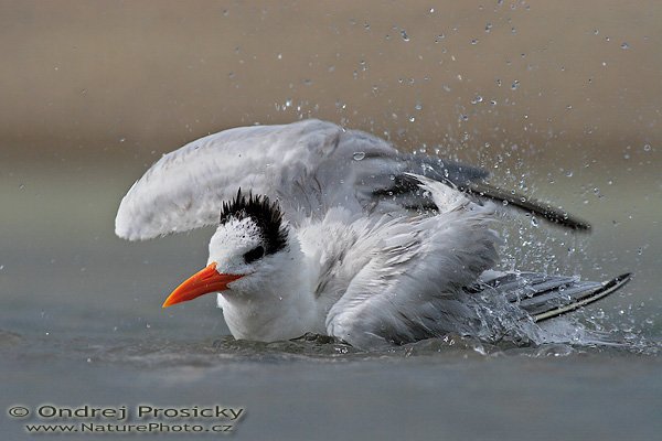 Rybák královský (Sterna maxima), Rybák královský (Sterna maxima), Royal Tern, Autor: Ondřej Prosický | NaturePhoto.cz, Model: Canon EOS 20D, Objektiv: Canon EF 400mm f/5.6 L USM + TC Kenko 1,5x, Ohnisková vzdálenost (EQ35mm): 960 mm, objektiv opřen o šutr, Clona: 7.1, Doba expozice: 1/640 s, ISO: 100, Kompenzace expozice: -1 EV, Blesk:ne, Vytvořeno: 12. prosince 2006 14:14, delta řeky Baru, Dominical (Kostarika)