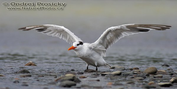 Rybák královský (Sterna maxima), Rybák královský (Sterna maxima = Thalasseus maximus), Royal Tern, Autor: Ondřej Prosický | NaturePhoto.cz, Model: Canon EOS 20D, Objektiv: Canon EF 400mm f/5.6 L USM + TC Kenko 1,5x, Ohnisková vzdálenost (EQ35mm): 960 mm, objektiv opřen o šutr, Clona: 5.6, Doba expozice: 1/400 s, ISO: 100, Kompenzace expozice: 0 EV, Blesk: ne, Vytvořeno: 12. prosince 2006 13:55, delta řeky Baru, Dominical (Kostarika)