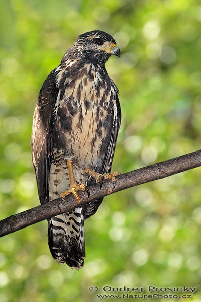 Káně bělohrdlá (Buteo swainsoni), Káně bělohrdlá (Buteo swainsoni), Swainson´s Hawk, Autor: Ondřej Prosický | NaturePhoto.cz, Model: Canon EOS 20D, Objektiv: Canon EF 400mm f/5.6 L USM + TC Kenko 1,5x, Ohnisková vzdálenost (EQ35mm): 960 mm, stativ Gitzo 1227, Clona: 5.6, Doba expozice: 1/250 s, ISO: 100, Kompenzace expozice: -1 EV, Blesk: Ano (externí Sigma EF-500 DG Super, -1 EV, Better Beamer), Vytvořeno: 13. prosince 2006 10:07, rezervace Hacienda Baru, Dominical (Kostarika)