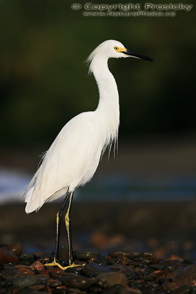 Volavka bělostná (Egretta thula), Volavka bělostná (Egretta thula), Snowy Egret, Autor: Ondřej Prosický | NaturePhoto.cz, Model: Canon EOS 5D, Objektiv: Canon EF 400mm f/5.6 L USM, Ohnisková vzdálenost (EQ35mm): 400.00 mm, stativ Gitzo 1227, Clona: 5.6, Doba expozice: 1/1250 s, ISO: 160, Kompenzace expozice: -1/3 EV, Blesk: ne, Vytvořeno: 13. prosince 2006 6:46:32, pobřeží Pacifiku v Dominical (Kostarika) 