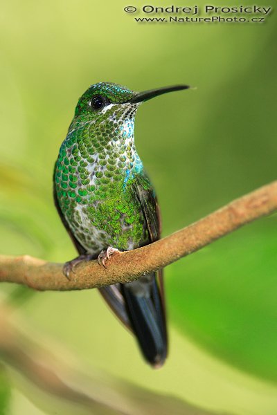 Kolibřík zelenotemenný (Heliodoxa jacula), Kolibřík zelenotemenný (Heliodoxa jacula), Green-crowned Brilliant, Autor: Ondřej Prosický | NaturePhoto.cz, Model: Canon EOS 5D, Objektiv: Canon EF 200mm f/2.8 L USM + TC Canon 2x, Ohnisková vzdálenost (EQ35mm): 400.00 mm, stativ Gitzo 1227, Clona: 5.6, Doba expozice: 1/125 s, ISO: 500, Režim měření expozice: Neznámý, Kompenzace expozice: -1/3 EV, Blesk: Ano (externí Sigma EF-500 DG Super, -2 EV, Better Beamer), Vytvořeno: 17. prosince 2006 13:51:26, RBBN Monteverde (Kostarika)