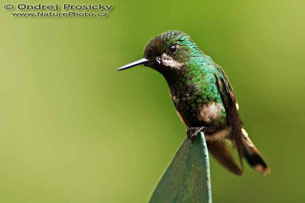 Kolibřík fialovohrdlý (Lampornis calolaema), sameček, Kolibřík fialovohrdlý (Lampornis calolaema), Purple-throated Moutain-gem, Autor: Ondřej Prosický | NaturePhoto.cz, Model: Canon EOS 5D, Objektiv: Canon EF 200mm f/2.8 L USM + TC Canon 2x, Ohnisková vzdálenost (EQ35mm): 400.00 mm, stativ Gitzo 1227, Clona: 5.6, Doba expozice: 1/800 s, ISO: 500, Kompenzace expozice: -1/3 EV, Blesk: ne, Vytvořeno: 22. prosince 2006 10:59:34, RBBN Monteverde (Kostarika) 
